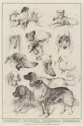 Die Hundeschau des Kennel Clubs im Royal Aquarium, Preishunde